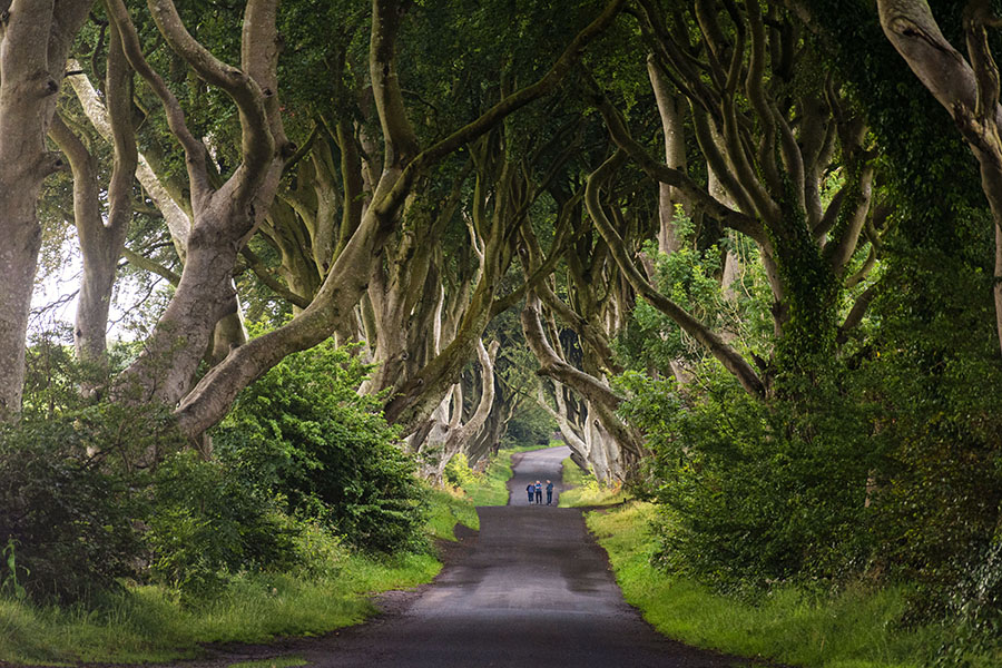 La famosa avinguda de faigs de Dark Hedges (The Dark Hedges, comtat d'Antrim, Irlanda del Nord)