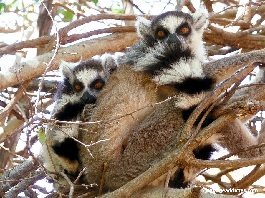 Ring tailed lemurs on a tree (Isalo National Park, Ranohira)